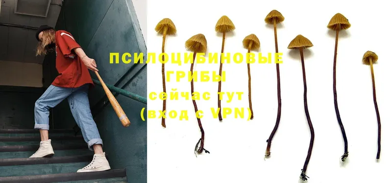 Галлюциногенные грибы Magic Shrooms  ссылка на мегу вход  Каргат 